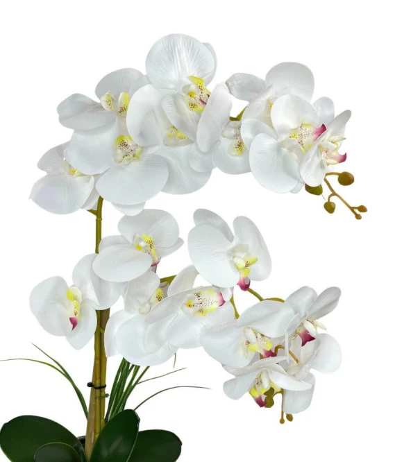 Nettenevime Yapay Çiçek 2li Beyaz Islak Orkide Seramik Saksıda Orkide 60cm - Resim 10