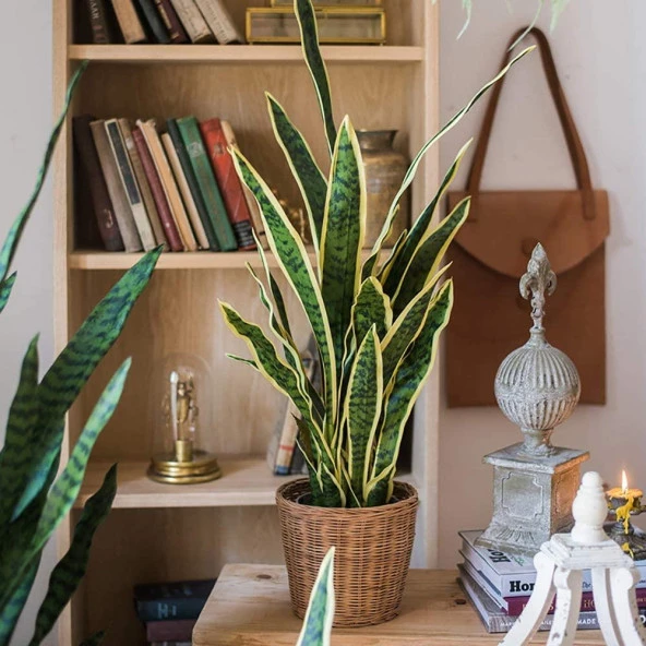 Nettenevime Yapay Çiçek Sansevieria Yeşil Kılıç Çiçeği 4 Adet 65cm Salon Çiçeği Yapay Bitki - Resim 7