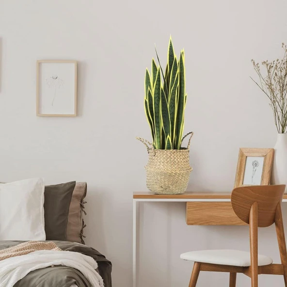 Nettenevime Yapay Çiçek Sansevieria Yeşil Kılıç Çiçeği 4 Adet 65cm Salon Çiçeği Yapay Bitki - Resim 9