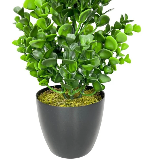 Nettenevime Yapay Çiçek Siyah Saksıda Jumbo Şimşir Dekoratif Süs Çiçeği - Resim 3