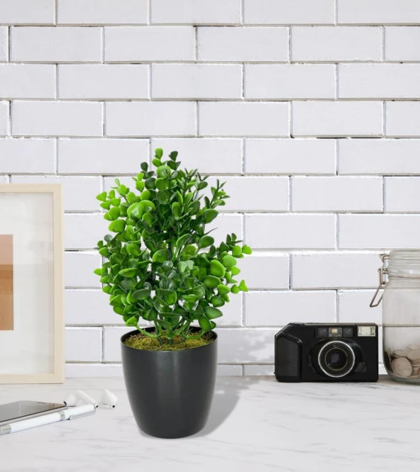 Nettenevime Yapay Çiçek Siyah Saksıda Jumbo Şimşir Dekoratif Süs Çiçeği - Resim 8