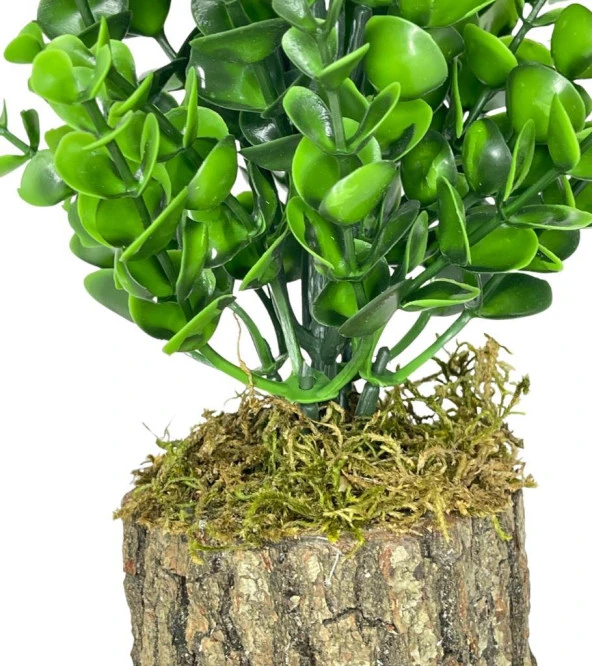 Nettenevime Yapay Çiçek Doğal Kütük Odun Saksıda Jumbo Şimşir Okaliptus Masa Çiçeği - Resim 6