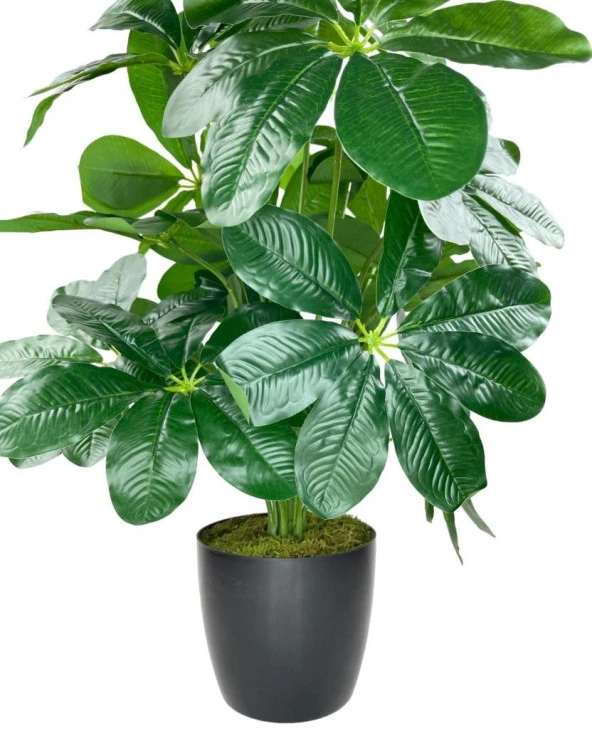 Yapay Çiçek Saksıda Şeflera Bitkisi 18Dal 75cm Salon Çiçeği Yapay Bitki Pachira Macrocarpa - 6