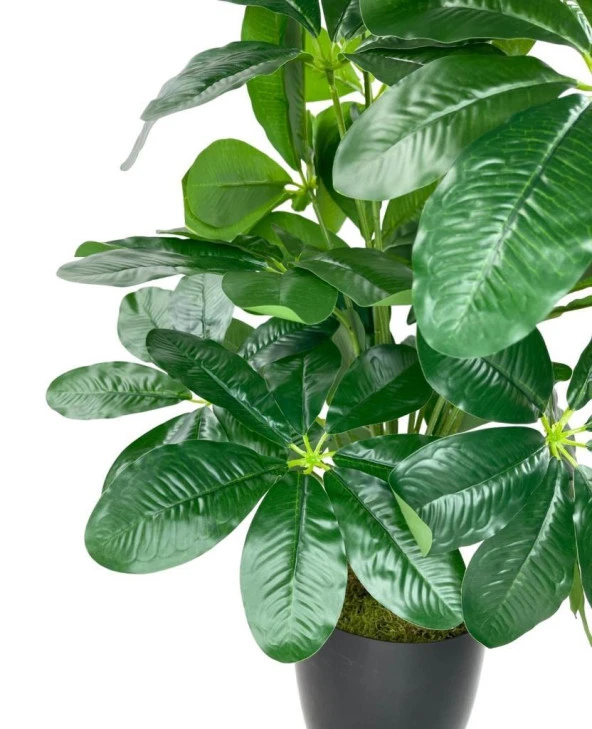 Yapay Çiçek Saksıda Şeflera Bitkisi 18Dal 75cm Salon Çiçeği Yapay Bitki Pachira Macrocarpa - 7