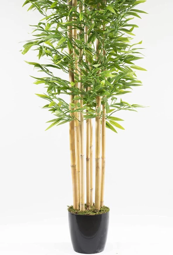 Nettenevime Yapay Bambu Ağacı 210cm Siyah Saksılı 7 dallı - Resim 3