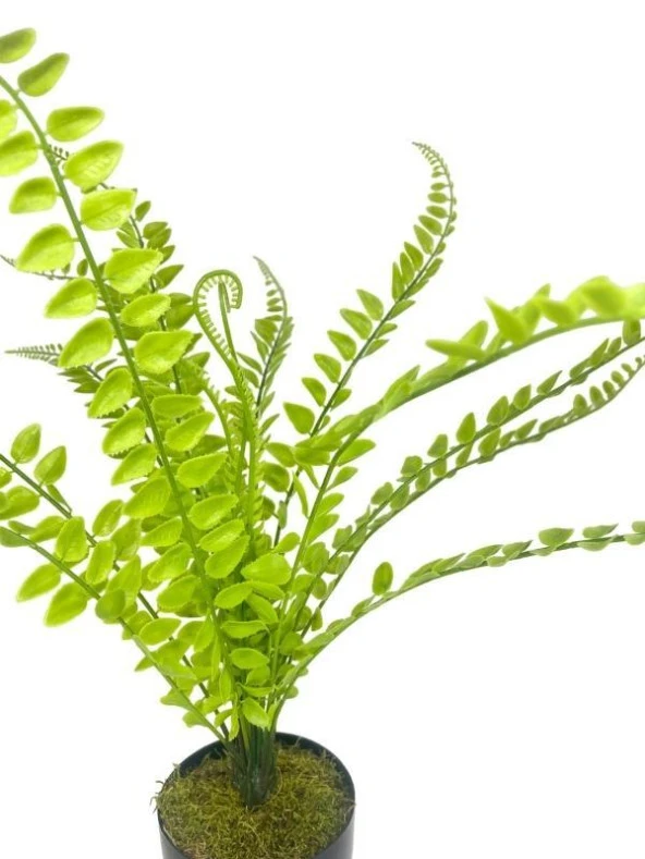 Yapay Çiçek Islak Sıkas Yukka 15yaprak 50cm Salon Çiçeği Plastik Siyah Saksılı Yapay Bitki - 5