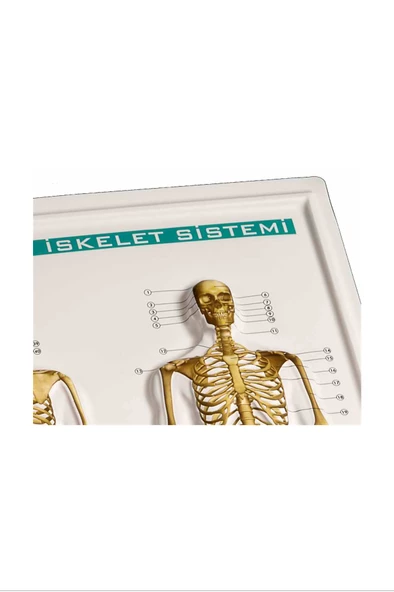 Kabartma İskelet Sistemi 35x50 - 2