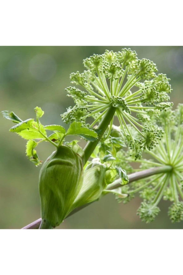 NUKA Essencia Melek Otu Yağı 1 ml - Resim 2