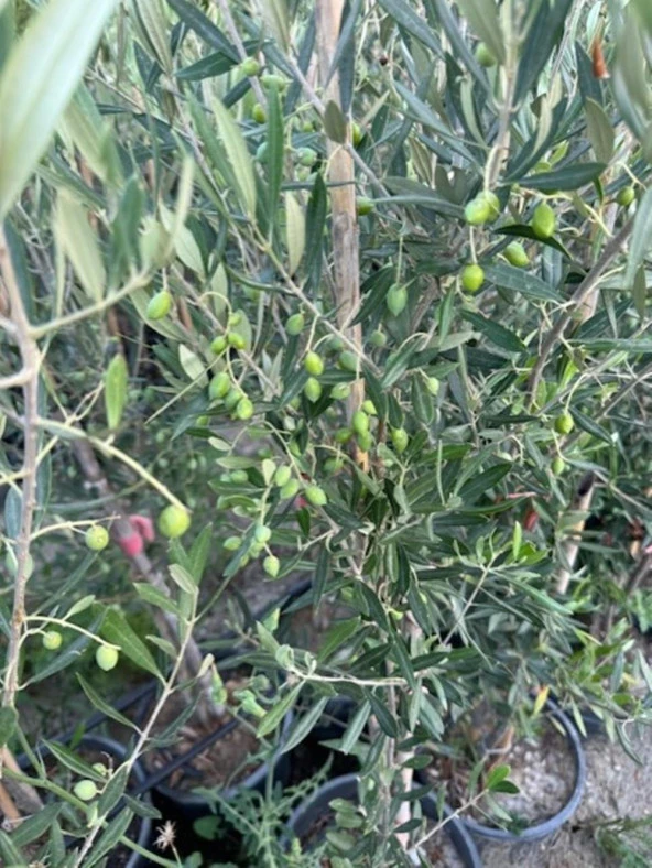BOL MEYVELİ 4 YAŞ ÇOK VERİMLİ KORONEİKİ ZEYTİN FİDANI BOY 120-150 CM - 2