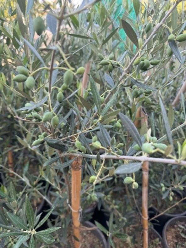 BOL MEYVELİ 4 YAŞ ÇOK VERİMLİ KORONEİKİ ZEYTİN FİDANI BOY 120-150 CM - 3