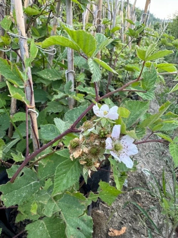 TRİPLE CROWN DİKENSİZ BÖĞÜRTLEN FİDANI YAŞ 2 BOY 150-200CM - 4