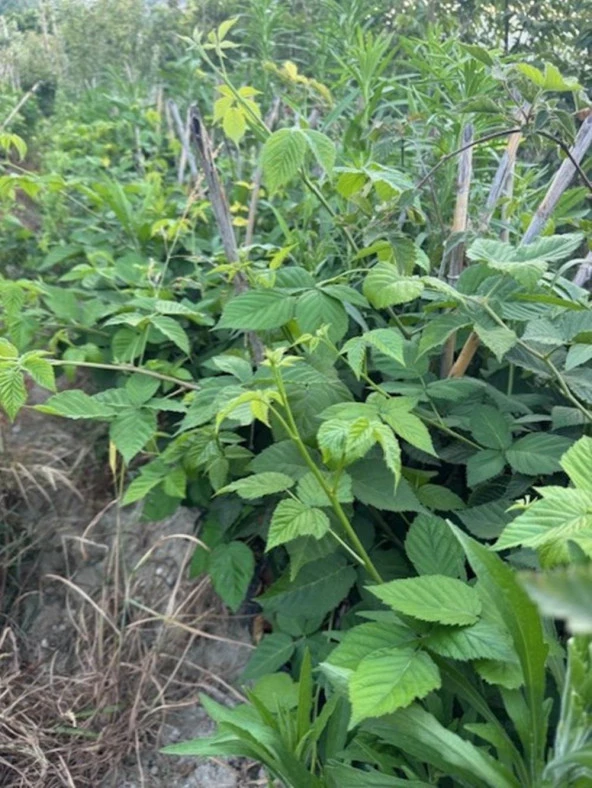 TRİPLE CROWN DİKENSİZ BÖĞÜRTLEN FİDANI YAŞ 2 BOY 150-200CM - 5