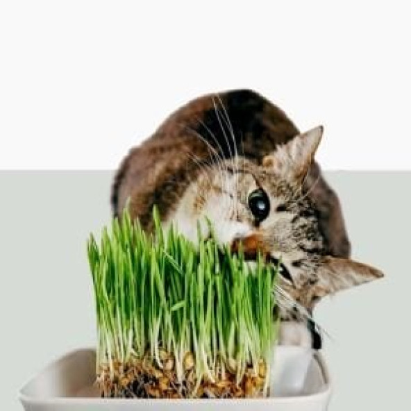 Kedi çimi 3 adet torf ve tohum seti - 2