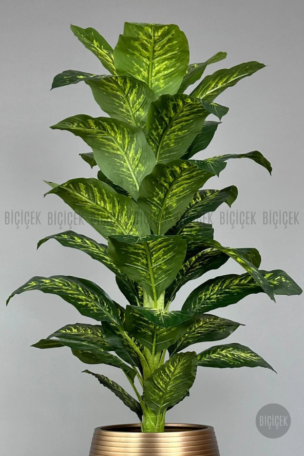 BİÇİÇEK 190 cm difenbahya bitkisi Cleopatra saksıda krem gold - 3