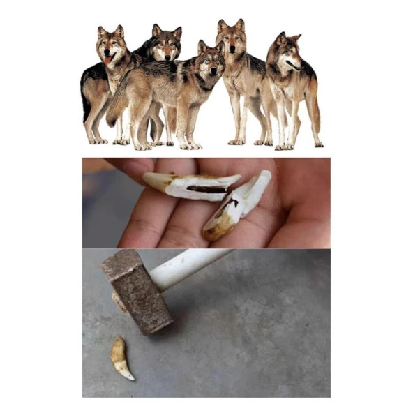 Doğal Tibet 3-4cm Kurt Dişi Kolye Brown Ayarlı Örgü İp 2 Boncuk - 2