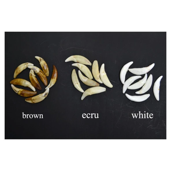 Doğal Tibet 3-4cm Kurt Dişi Kolye Brown Ayarlı Örgü İp 2 Boncuk - 8