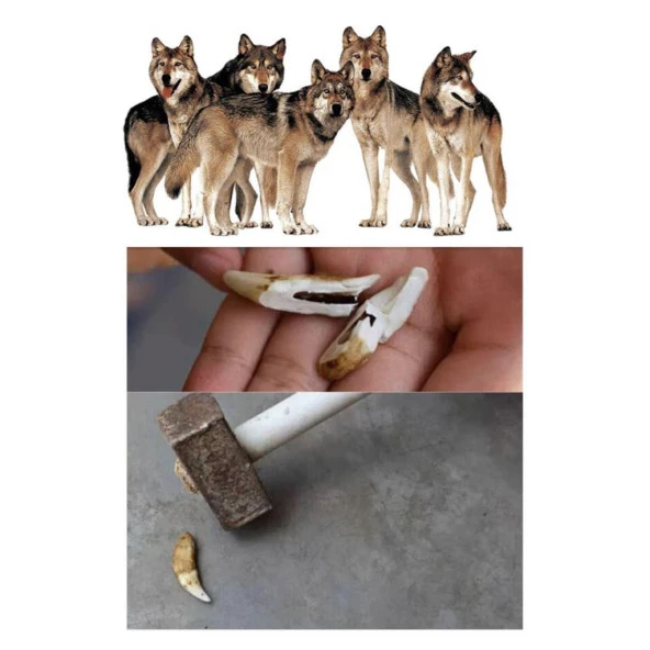 Doğal Tibet 3-4cm Kurt Dişi Kolye Beyaz Ayarlı Kordon İp 2 Boncuk - 2