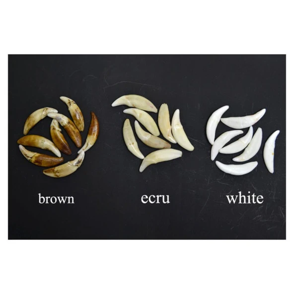 Doğal Tibet 3-4cm Kurt Dişi Kolye Beyaz Ayarlı Kordon İp 2 Boncuk - 9