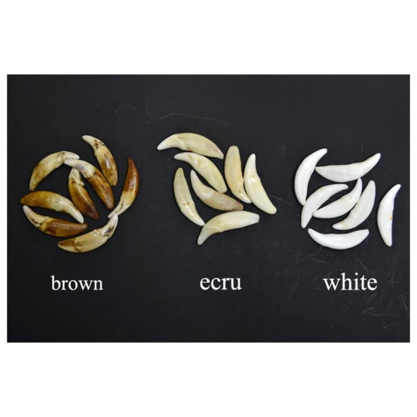 Doğal Tibet 3-4cm Kurt Dişi Muska Kolye Brown Ayarlı Boğma İp - 9