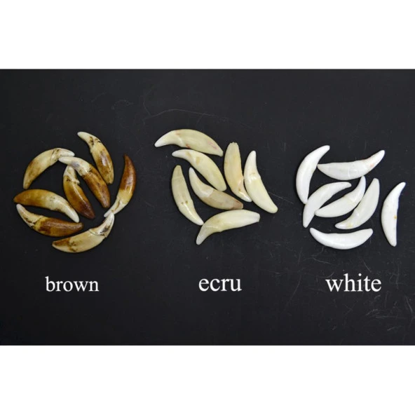 Doğal Tibet 7cm Alfa Kurt Dişi Kolye Beyaz Renk Ayarlı Örgü İp - 3