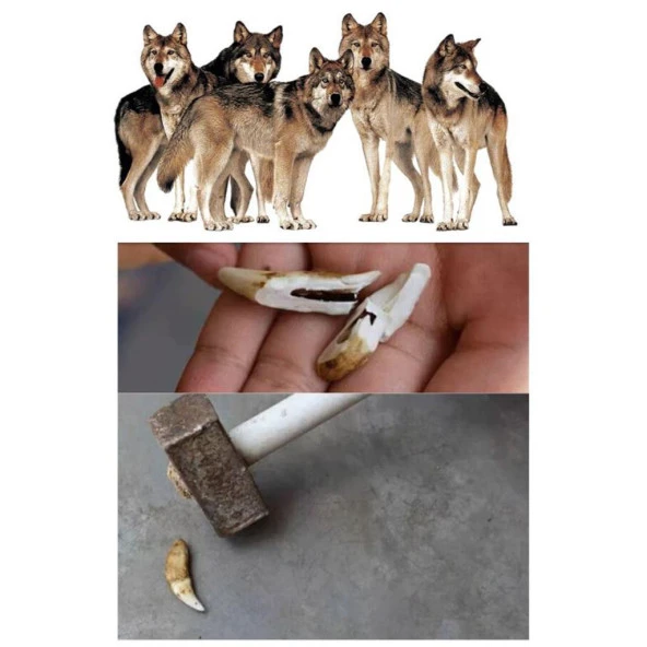 Doğal Tibet 7cm Alfa Kurt Dişi Kolye Beyaz Renk Ayarlı Örgü İp - 6