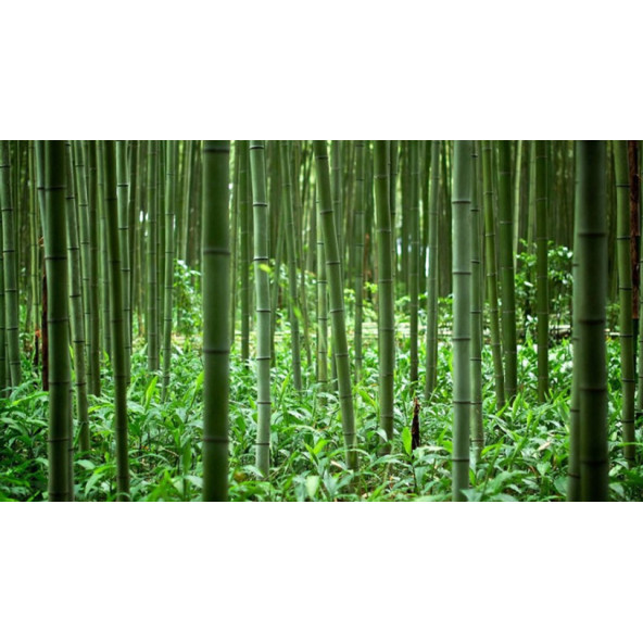 Bambu Ağacı Tohumu 10 Adet Tohum