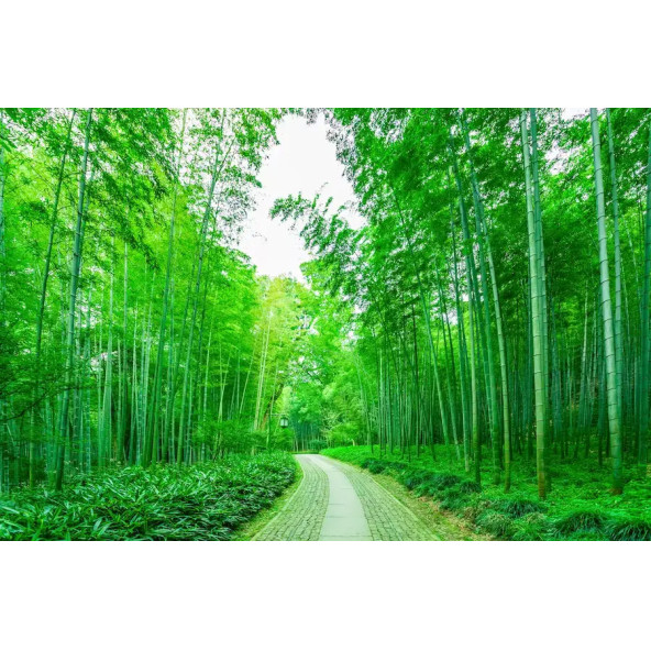 Bambu Ağacı Tohumu Ekim Seti - 3