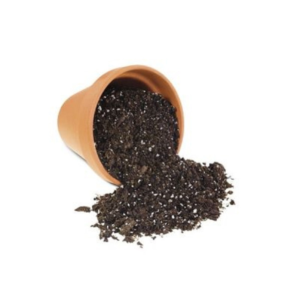 Bambu Ağacı Tohumu Ekim Seti - 4