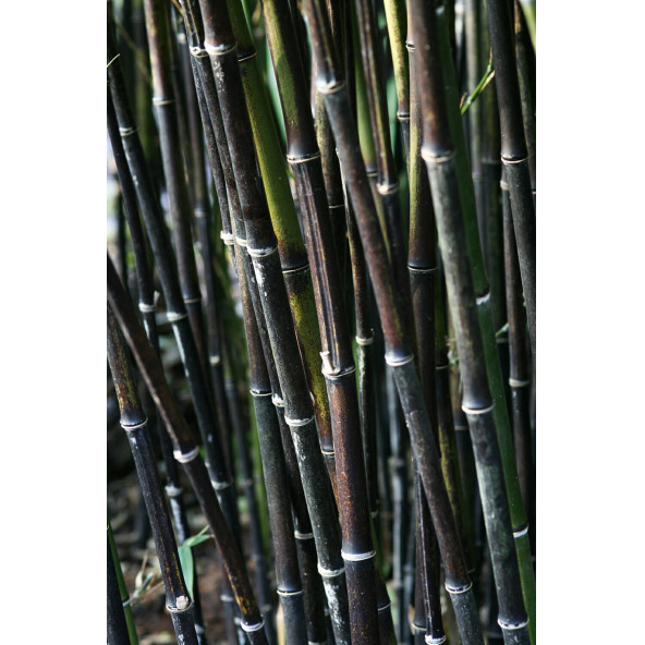 Siyah Bambu Ağacı Tohuhu 10 Adet Tohum - 4
