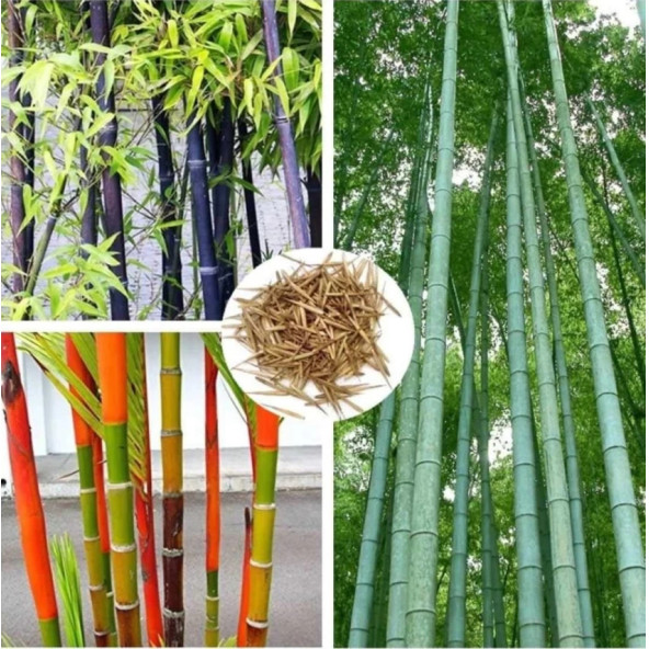 Siyah Bambu Ağacı Tohuhu 5 Adet Tohum - 2