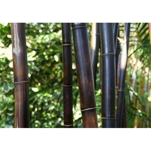 Siyah Bambu Ağacı Tohuhu 5 Adet Tohum - 6
