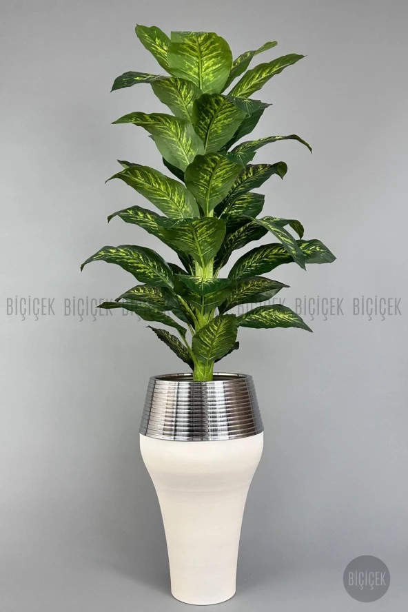 BİÇİÇEK 190 cm difenbahya bitkisi Cleopatra saksıda krem gümüş
