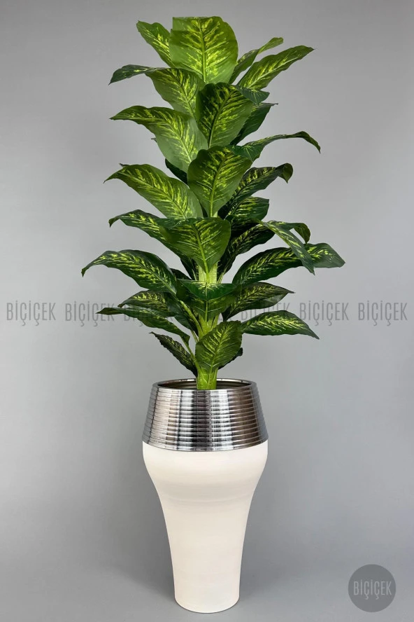 BİÇİÇEK 190 cm difenbahya bitkisi Cleopatra saksıda krem gümüş - 5