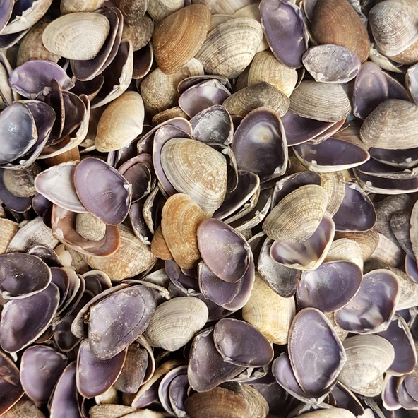 Cay-Cay Purple Kiloluk Deniz Kabuğu (1 KG)
