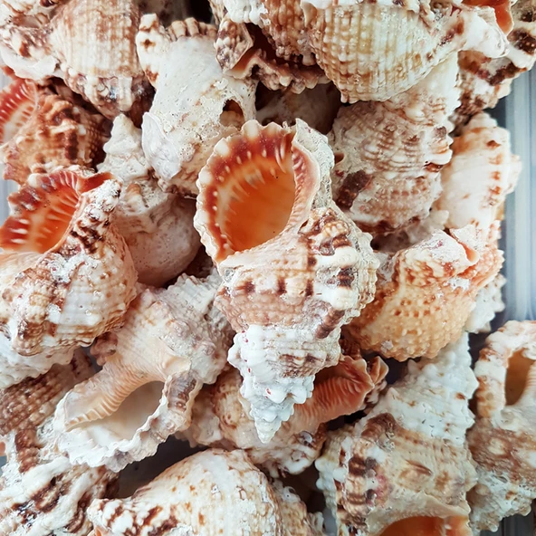 Bursa Rubeta  Kiloluk Deniz Kabuğu (1 KG) - 1