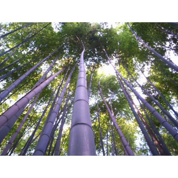 Mor Bambu Ağacı Tohuhu Ekim Seti