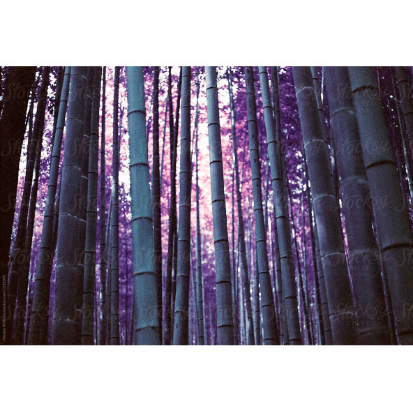 Mor Bambu Ağacı Tohuhu Ekim Seti - 2