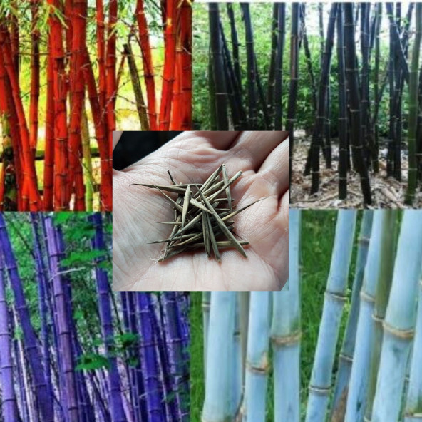 Mor Bambu Ağacı Tohuhu Ekim Seti - 3