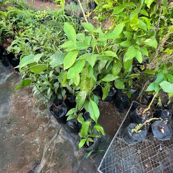 Tüplü Black Sapote (Çikolata Meyvesi) Fidanı - Resim 4