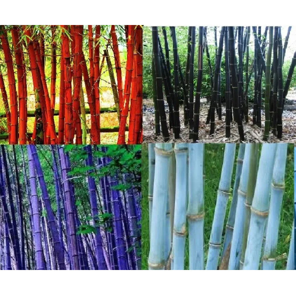 Mavi Bambu Ağacı Tohuhu 5 Adet Tohum - 3