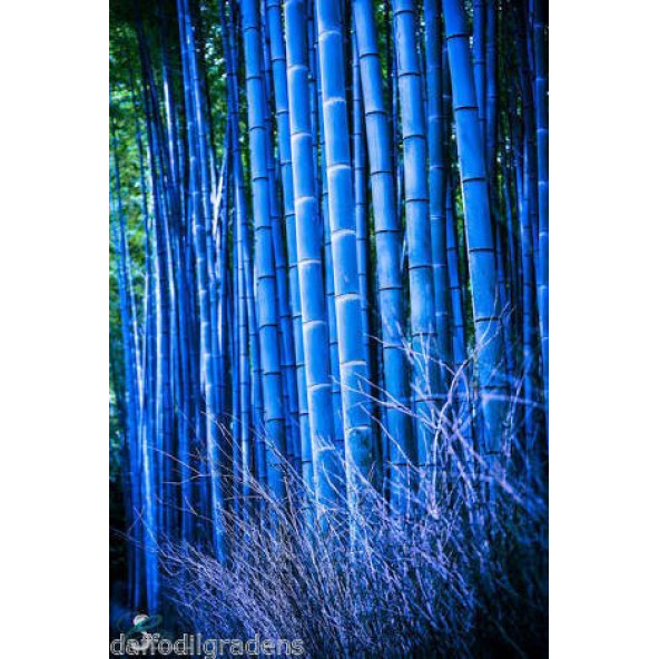 Mavi Bambu Ağacı Tohuhu 5 Adet Tohum - 5