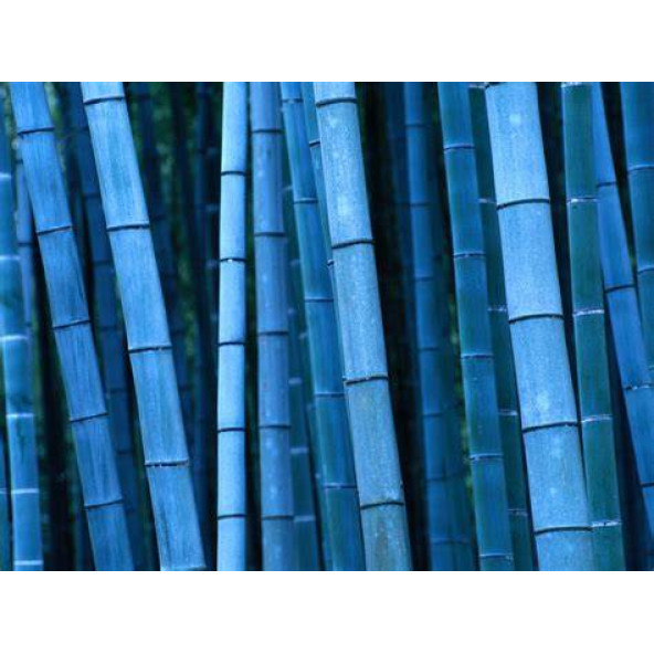 Mavi Bambu Ağacı Tohuhu 10 Adet Tohum