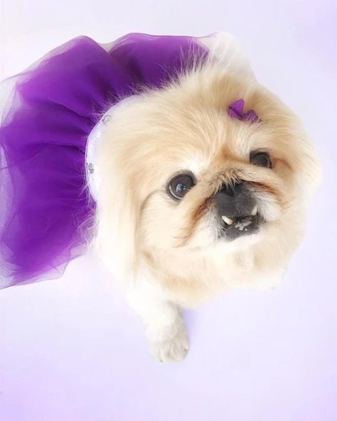 Eflatun Sevimli Fare Tütülü Köpek Elbisesi,  Kıyafeti Tutu - 5