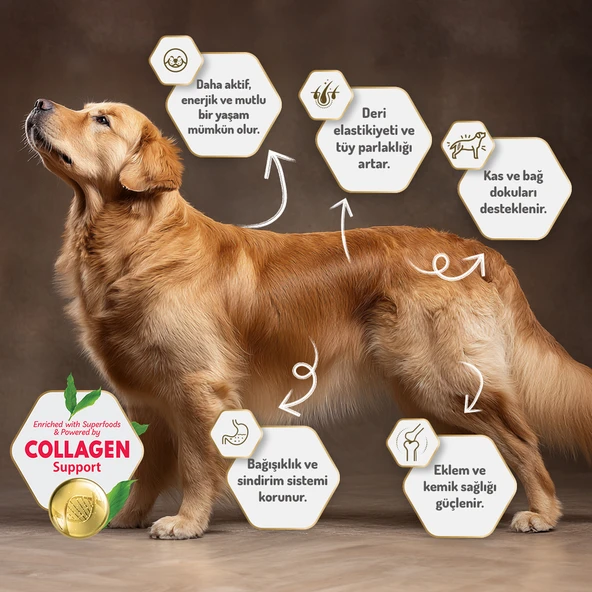 Felicia 6 Kg (2x3 Kg) Kolajenli Kuzulu Az Tahıllı Small/Mini Yetişkin Köpek Maması  HypoAllergenic Köpek Maması - 9