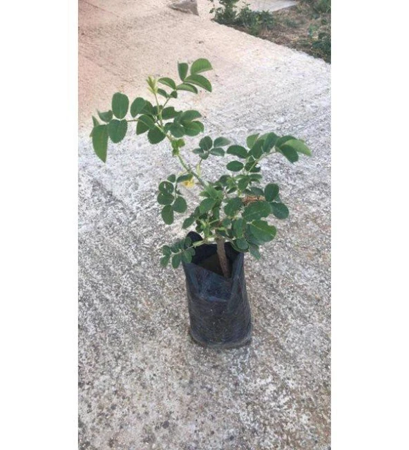 Kabristan Mezarlık İçin 8 Li Bitki Fidan Çiçek Seti N11.3982 - Resim 5