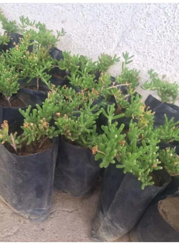 Saksılı Acem Halısı Fidanı 2 Adet 10-20 Cm