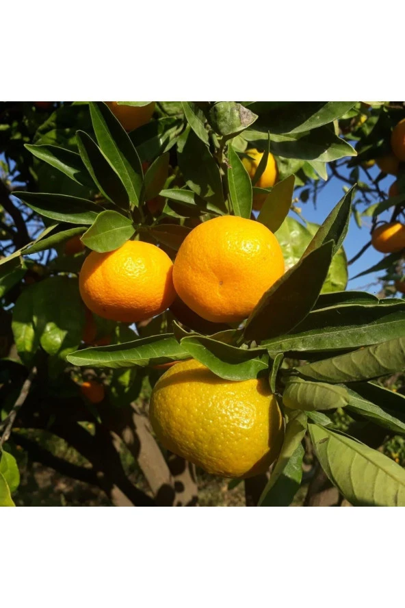 Mandalina Reçeli 200 g (Şeker İlavesiz) - Gıda Ormanı - 3