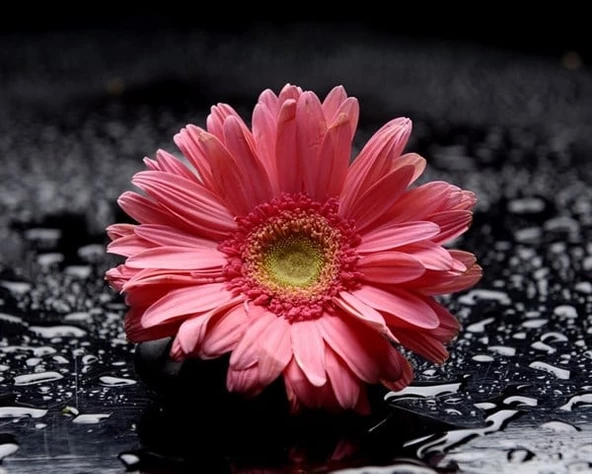 Pembe Gerbera - Kanvas Tablo