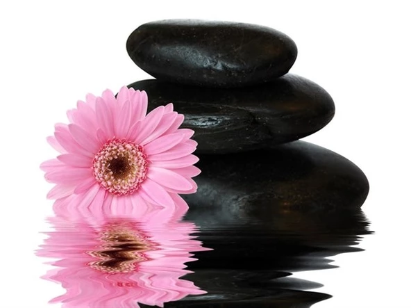 Pembe Barberton Papatya - Kanvas Tablo - Resim 2