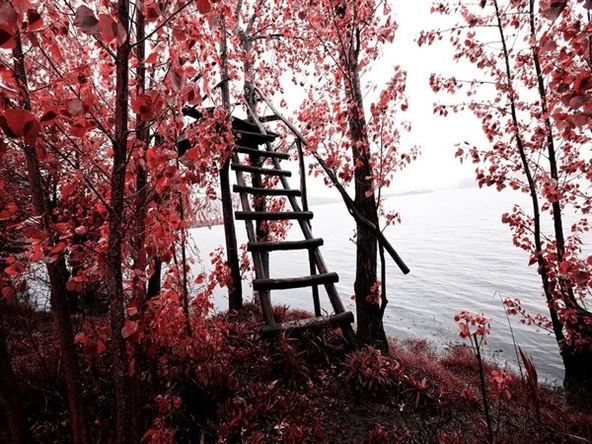 Kızıl Yapraklar - Kanvas Tablo ürün görseli